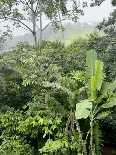 WhatsApp GIF 2025-05-26 at 12.37.20